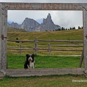 Alla Malga Juribello con il nostro cane