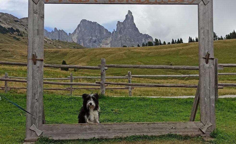 Alla Malga Juribello con il nostro cane