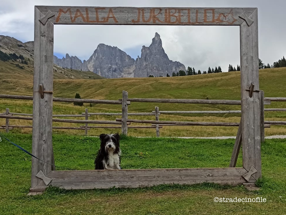 Alla Malga Juribello con il nostro cane