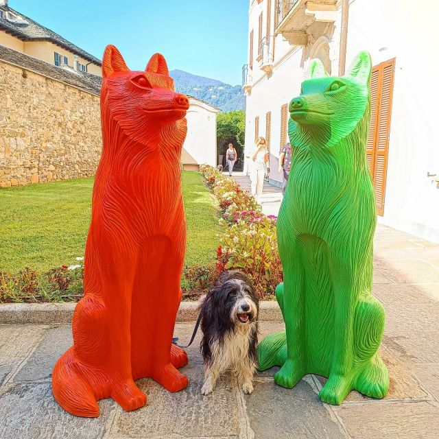 .
Tranne i lupi 
🐺🐶🐺
#benjiotao 
#crackingart 
#lacanzonedeilupi 
#comacose
