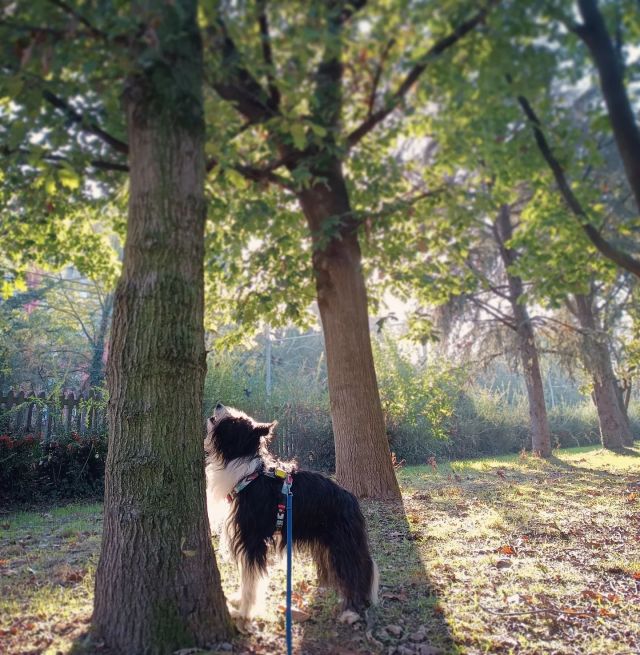 .
In questa settimana, in particolare Il 21 novembre si è celebrata la Giornata nazionale degli alberi, istituita come ricorrenza nazionale con l’intento di dedicare attenzione a questi delicati e forti esseri viventi. Boschi e foreste sono una risorsa straordinaria. Ci offrono tutto il necessario e placano le nostre menti ansiose, la pressione si abbassa, il cuore rallenta, lo stress diminuisce. Si chiama Shinrin-yoku ed è l' arte giapponese di immergersi nei boschi. 
Si comunica con la natura attraverso i 5 sensi. 
È possibile immergersi e sperimentare con il nostro cane questo bagno di bosco, un' esperienza a 360 gradi che aiuterà noi e il nostro amico a 4 zampe a resettare l'orologio interno e sincronizzarlo con quello della natura. 
Il cammino sulle stradecinofile continua!
.
#shinrinyoku #stradecinofile #bagnodibosco #giornatanazionaledeglialberi #canienatura #approcciocognitivorelazionale #passeggiandoconilcane