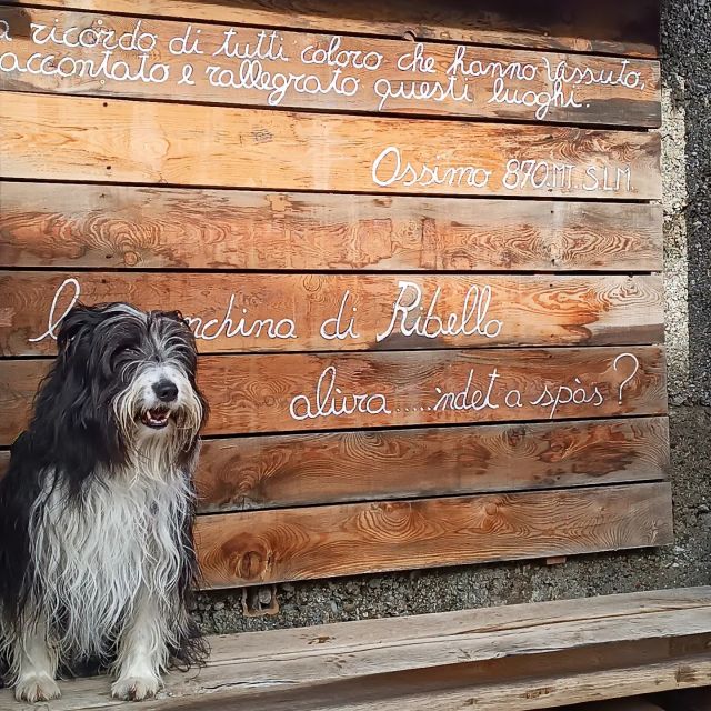 .
"Alura...ndet a spas?" 
.
#stradecinofile #benjiotao #buonanno #buonipropositi #valcamonica #amicicani