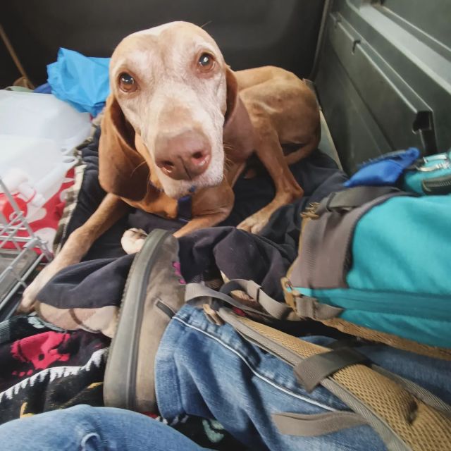 .
Storia di caffè non presi, cellulari sperduti, pipì non fatte, gatti bullizzanti, pranzi da Mimmo, passaggi da un' auto all'altra viaggiando con Zoe, figuranti inconsapevoli...
Abbiamo fatto fronte a tutto alla grande e ci siamo state per le famiglie e i loro cani,  tutti con personalità così differenti e uniche,  spendendoci e mettendo noi stesse al 100%.
Così queste giornate tanto intense diventano le più belle! 
Grazie ragazze! Che bello il lavoro in equipe!
Grazie  @dogscout.monza @letizia_mandorli
🐶
PS: Dany ci sei mancata @daniela.panozzo.crea 
.
#veterinariocomportamentalista #consulenteriabilitativo #scuolacrea #master #visitacomportamentale #istruttorecinofilo #lavoroinequipe