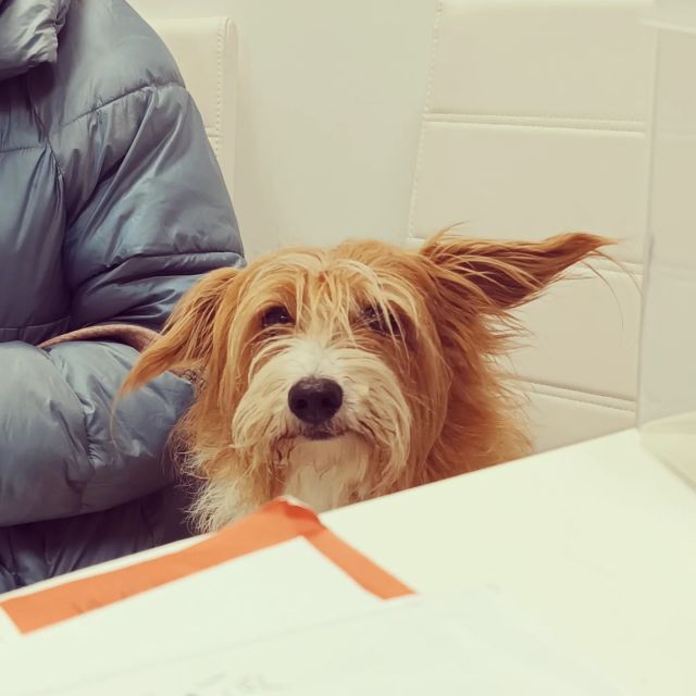 .
L'ascolto (reciproco) è la prima forma di cura.🧡

#ascolto #consulenza #raccontamilatuastoria #medicinacomportamentale #approcciocognitivorelazionale #amicocane